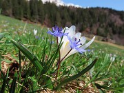 Spettacolo di fiori ai prati della Pigolotta di Valtorta-12apr24  - FOTOGALLERY